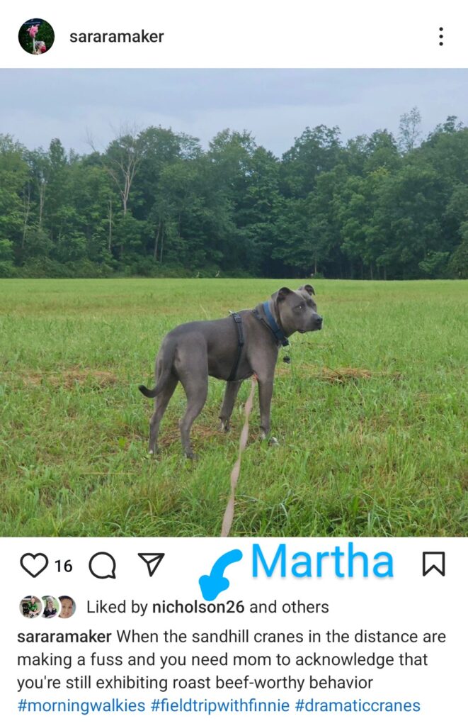 Screenshot from Instagram of an image of Sara's dog, Finn, with the post being "liked" by Martha Nicholson